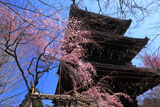 真如堂の枝垂桜と三重塔