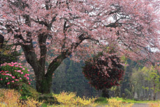 梓公民館の山桜