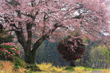 梓公民館の山桜