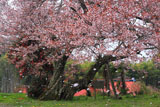 西側の梓公民館の山桜