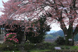 花曇りの梓公民館の山桜