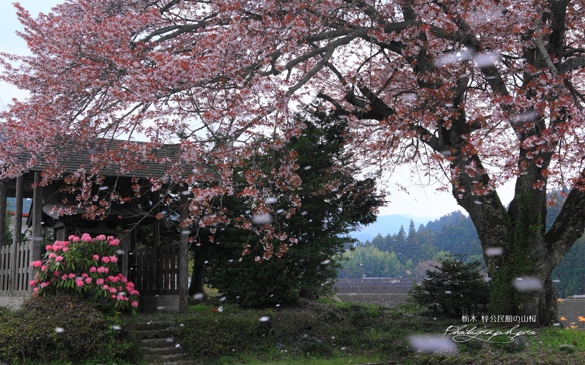 花曇りの梓公民館の山桜
