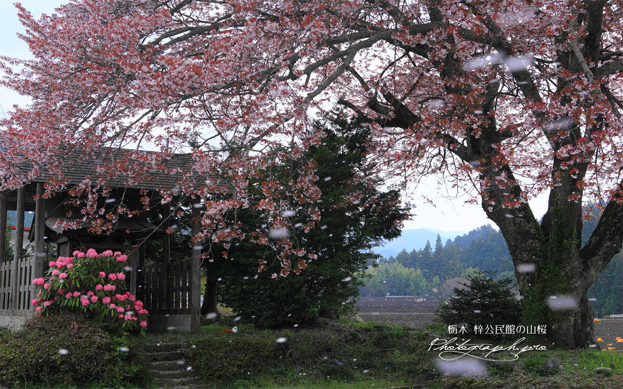 花曇りの梓公民館の山桜 壁紙