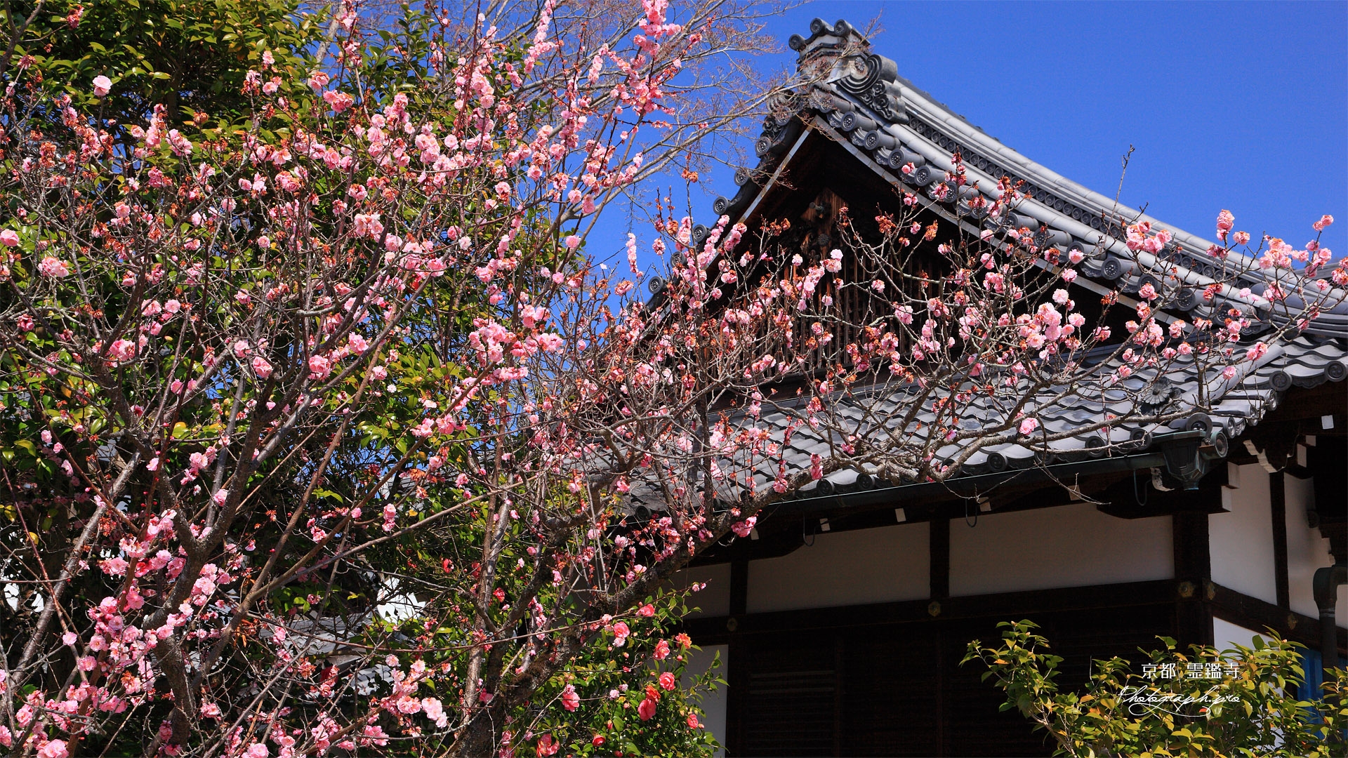 霊鑑寺 梅と玄関