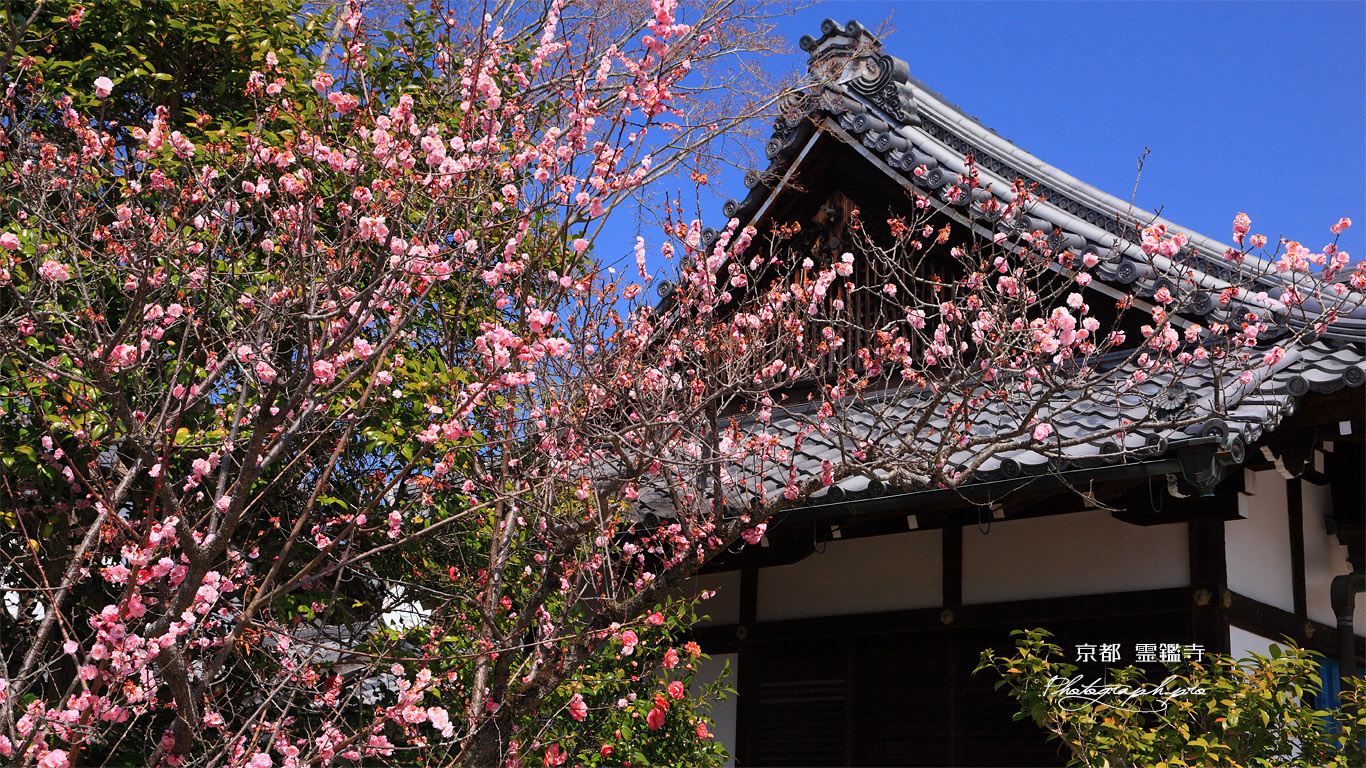 霊鑑寺 梅と玄関 壁紙