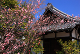 霊鑑寺 梅と玄関