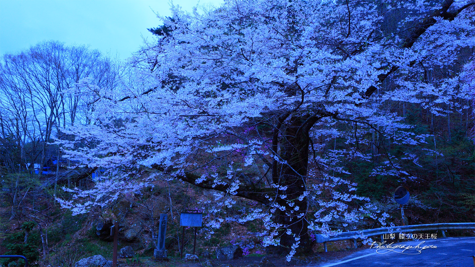 路傍に立つ膝立の天王桜