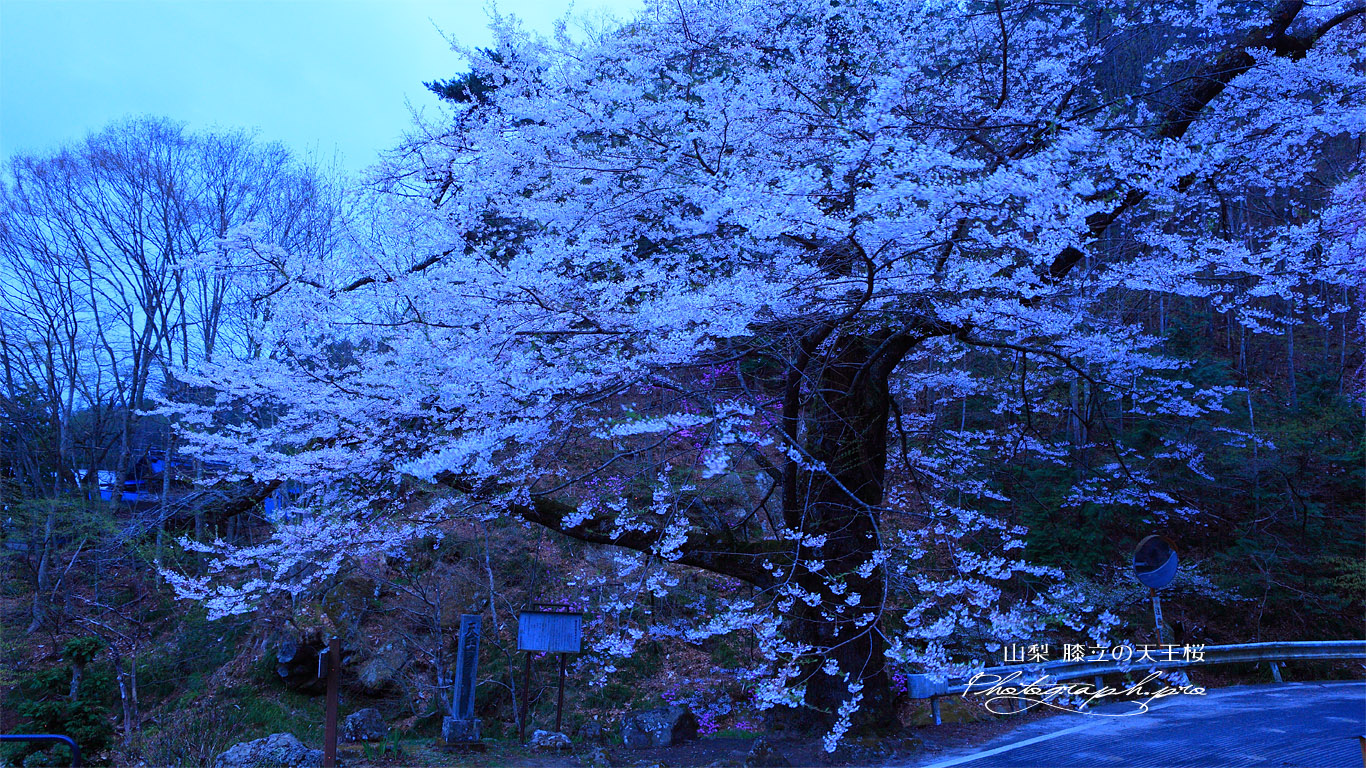 路傍に立つ膝立の天王桜 壁紙
