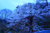 路傍に立つ膝立の天王桜