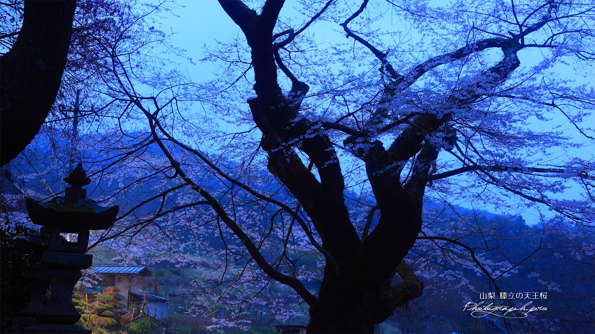 石灯籠と膝立の天王桜