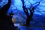 膝立の天王桜