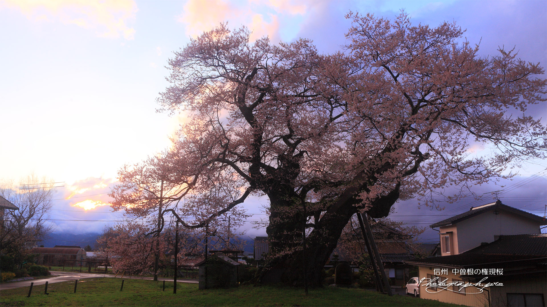 中曽根の江戸彼岸桜