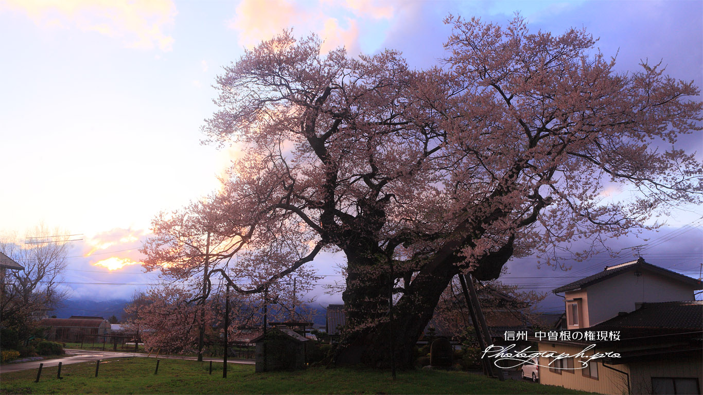 中曽根の江戸彼岸桜 壁紙