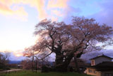 中曽根の江戸彼岸桜