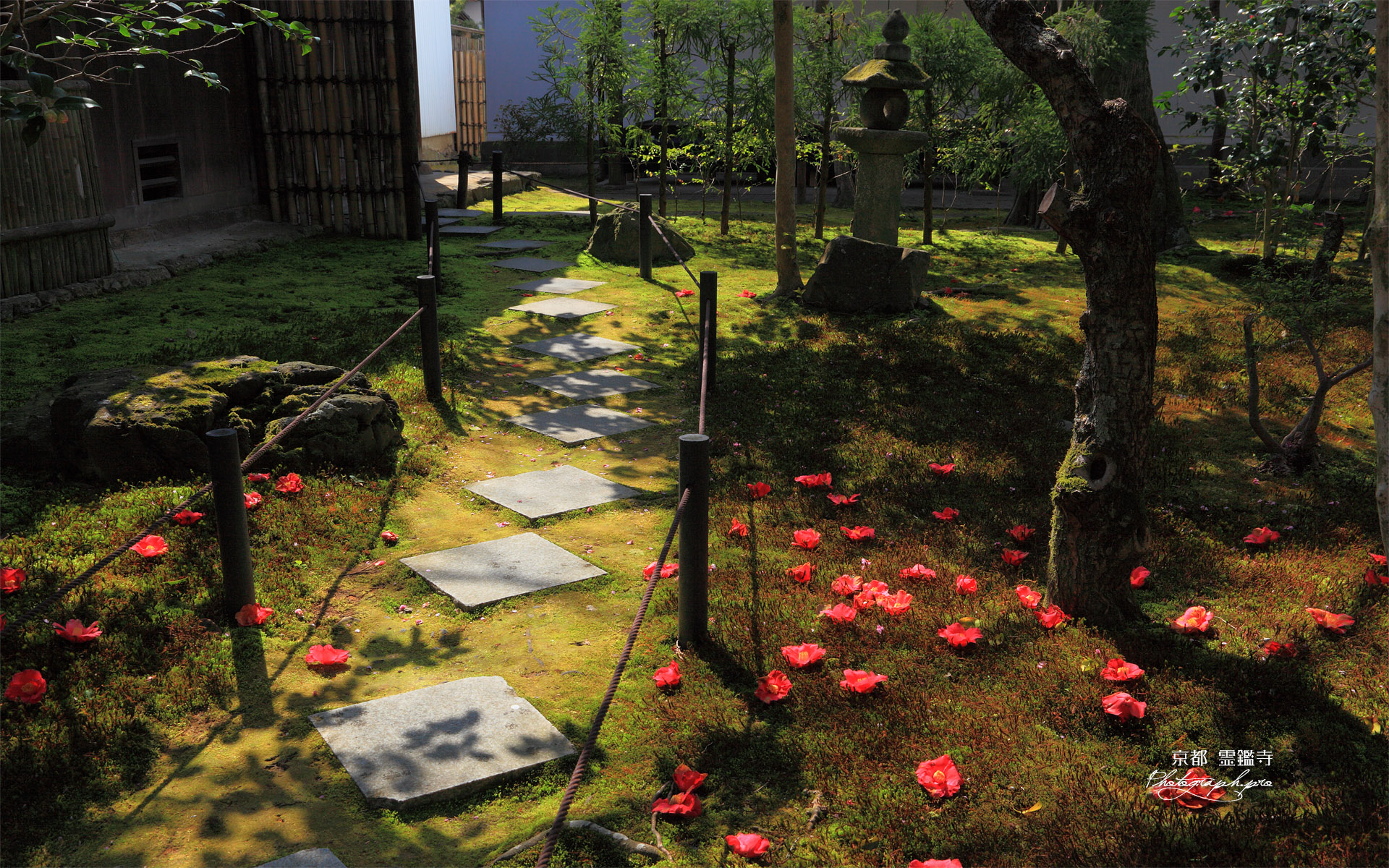 霊鑑寺 庭園の落椿