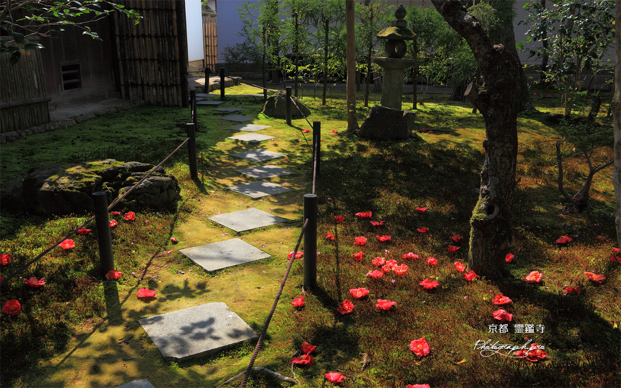 霊鑑寺 庭園の落椿 壁紙