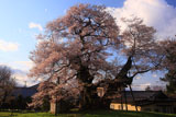 中曽根の夫婦桜