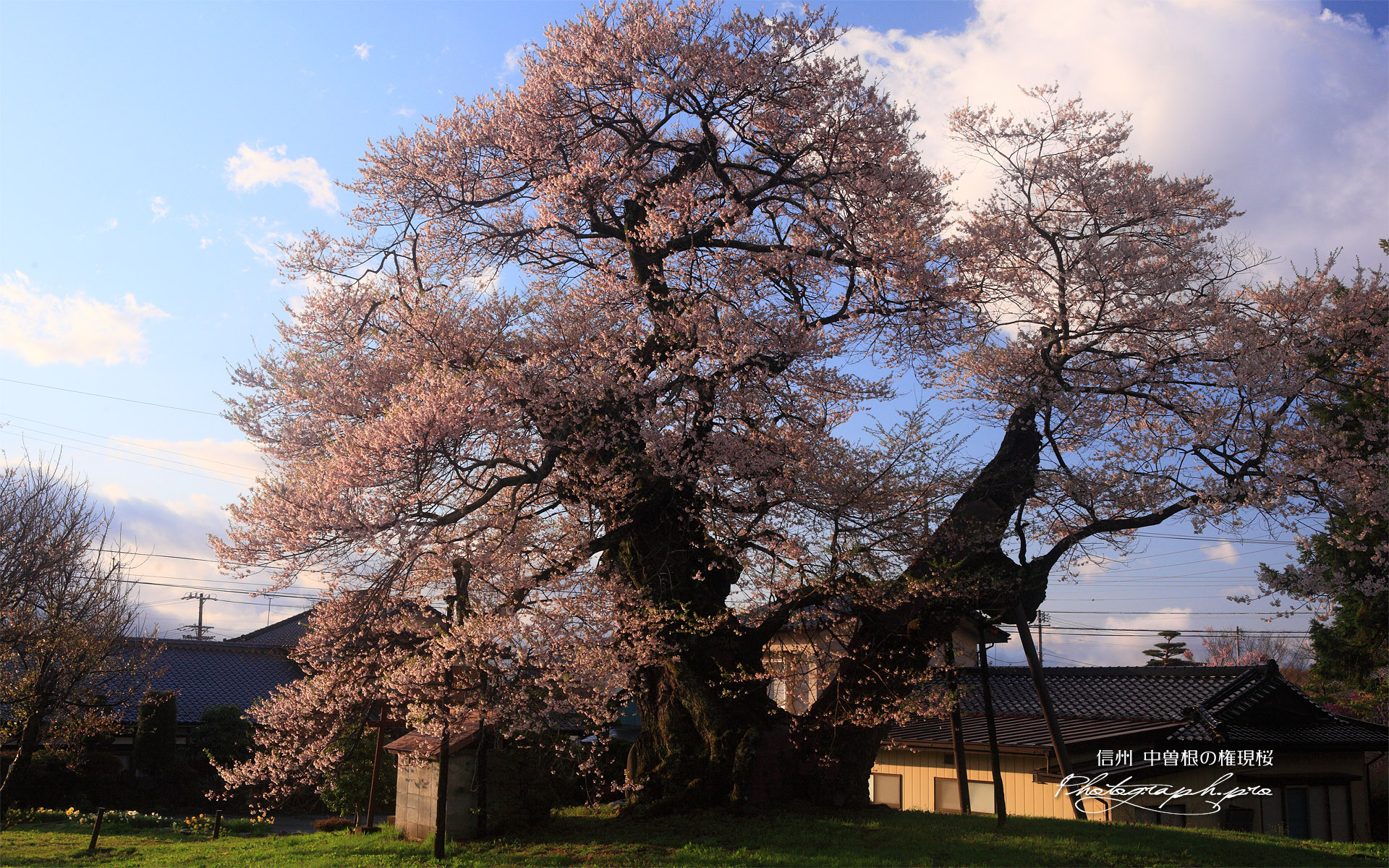 中曽根の夫婦桜