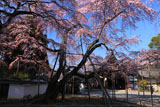 醍醐寺 三宝院の枝垂れ桜