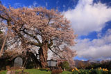 中曽根の権現桜