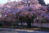 醍醐寺 土牛の桜