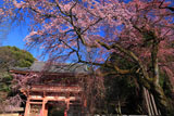 醍醐寺 枝垂桜と仁王門
