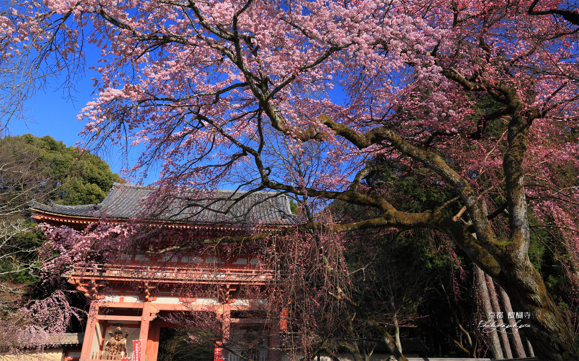 醍醐寺 枝垂桜と仁王門