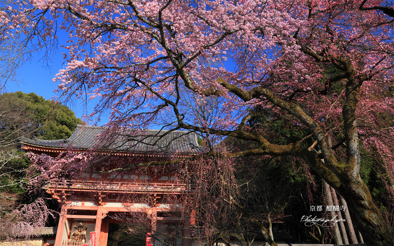 醍醐寺 枝垂桜と仁王門 壁紙