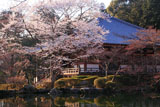 醍醐寺 桜と大講堂