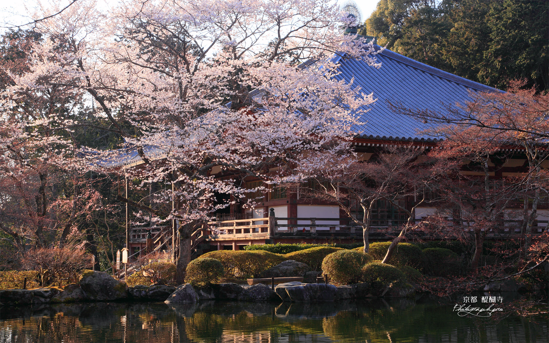 醍醐寺 桜と大講堂