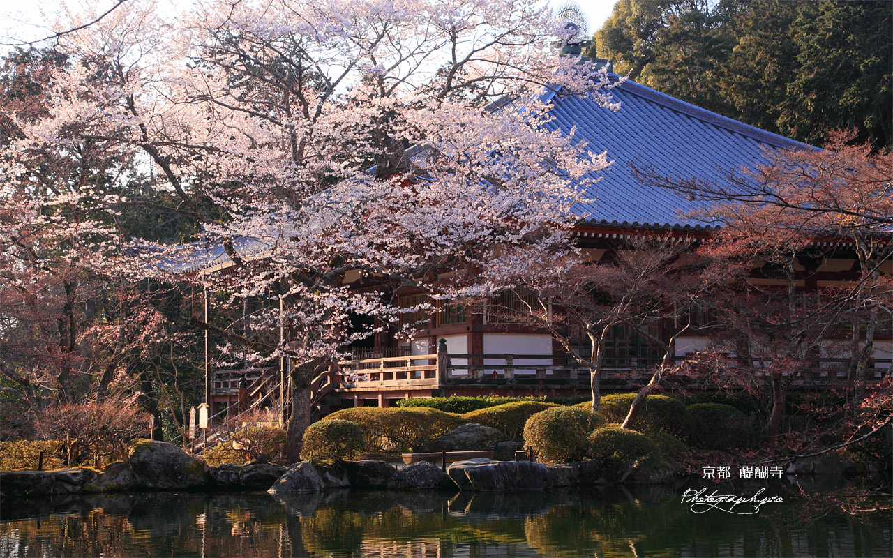 醍醐寺 桜と大講堂 壁紙