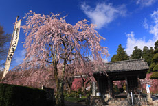 光前寺の桜
