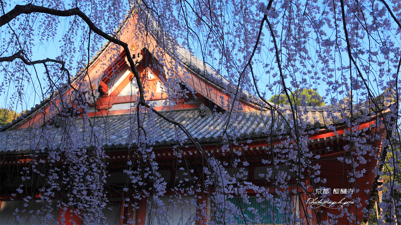 醍醐寺 枝垂れ桜と金堂 壁紙