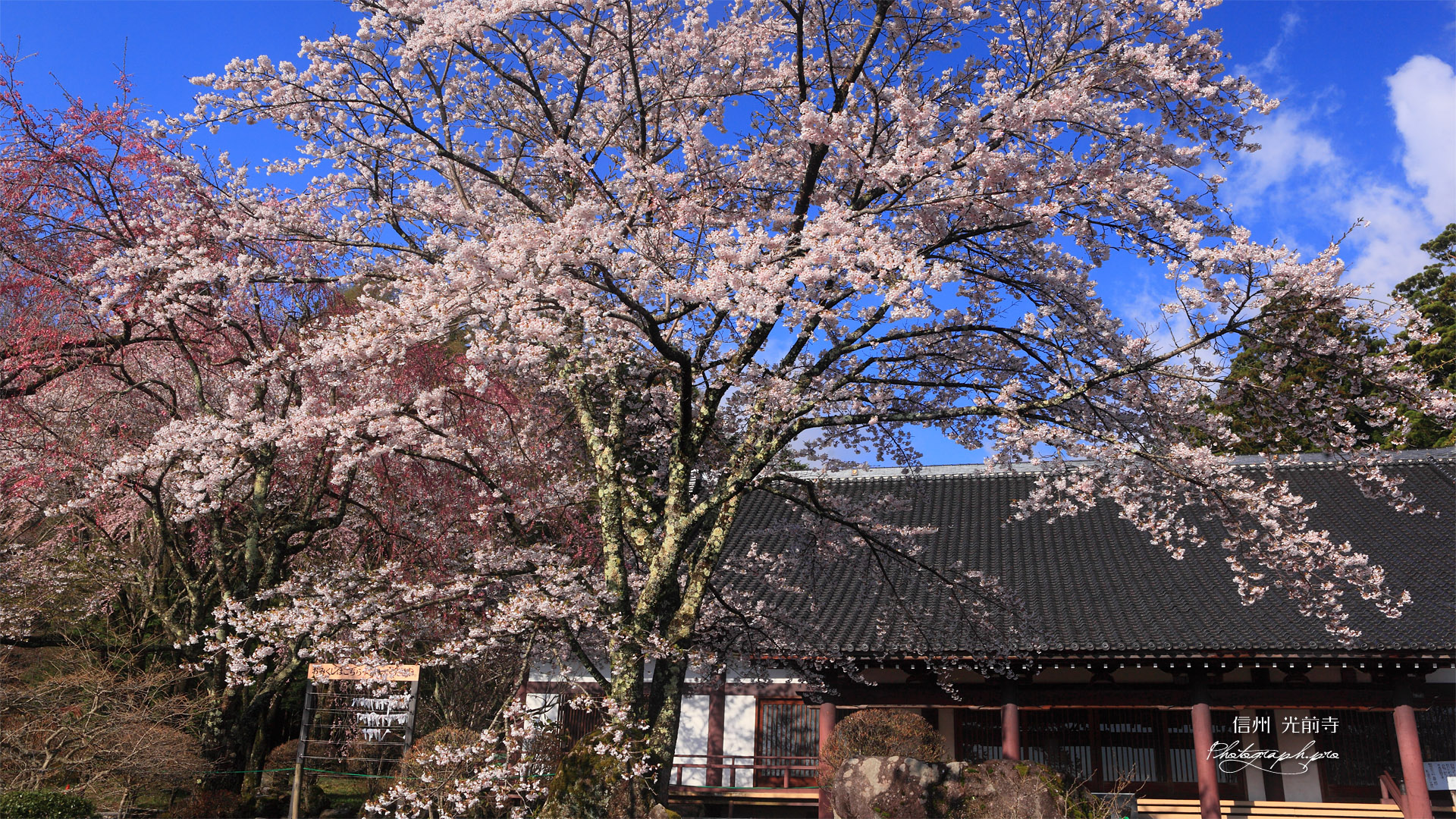 ヒガンザクラと光前寺大講堂