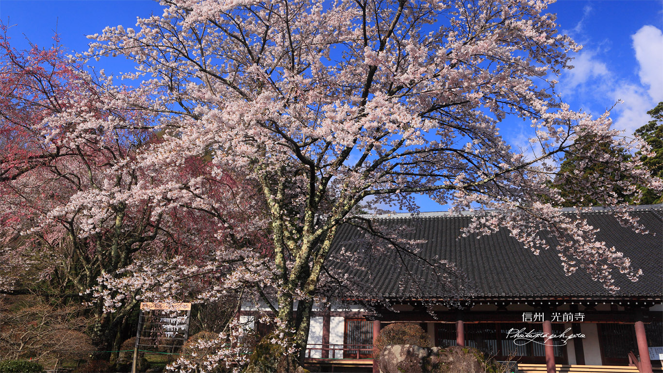 ヒガンザクラと光前寺大講堂 壁紙