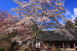 ヒガンザクラと光前寺大講堂