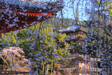 醍醐寺 桜と五重塔