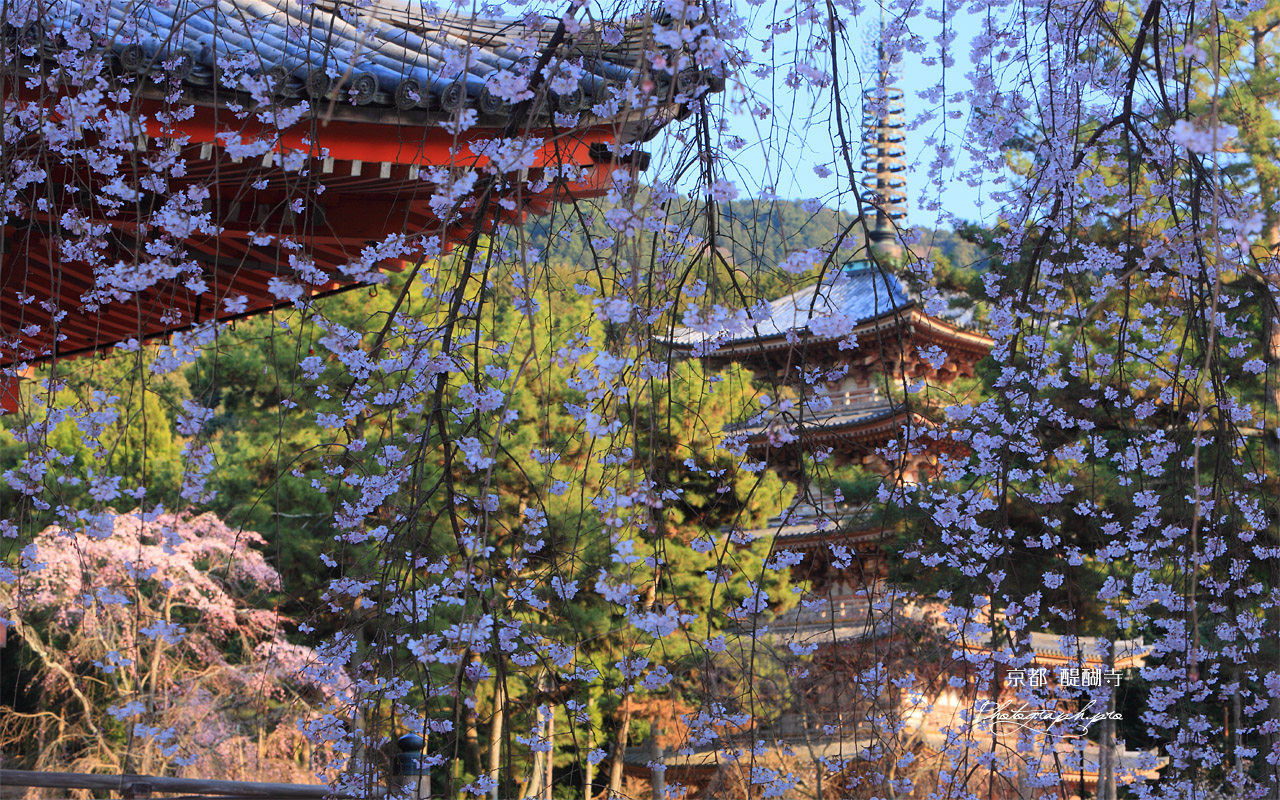 醍醐寺 桜と五重塔 壁紙