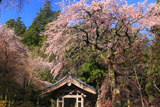 しだれ桜と光前寺鐘楼