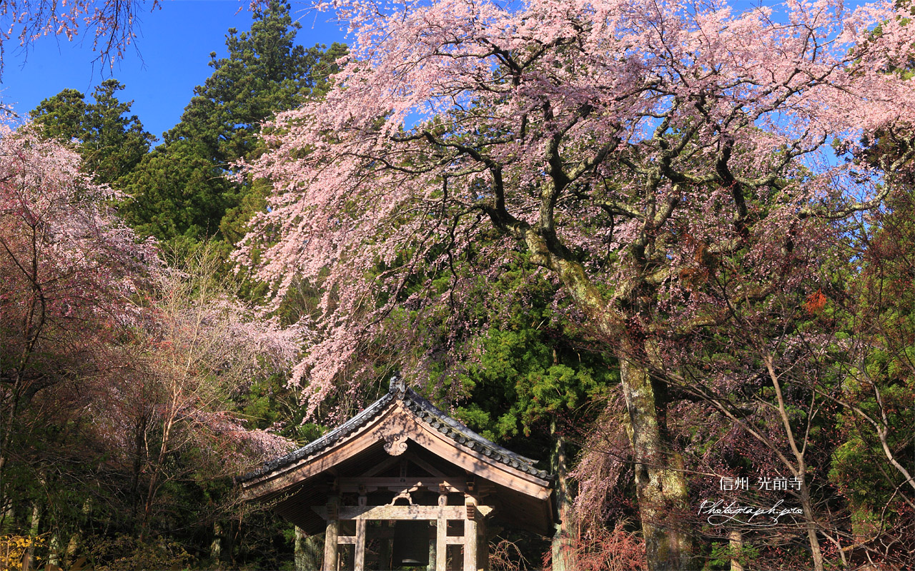 しだれ桜と光前寺鐘楼 壁紙