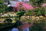 法金剛院 苑池に映る待賢門院桜