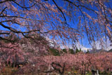 光前寺のしだれ桜