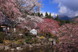 桜と光前寺池泉回遊式庭園