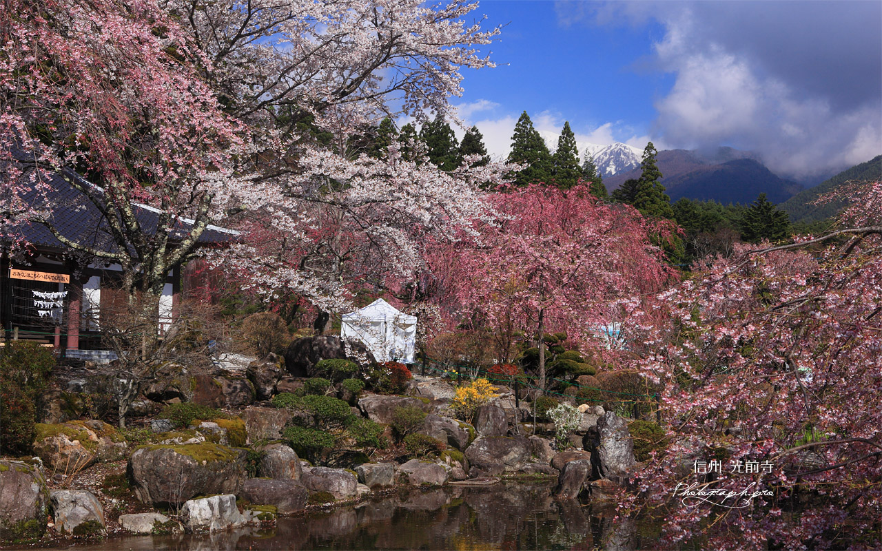 桜と光前寺池泉回遊式庭園 壁紙