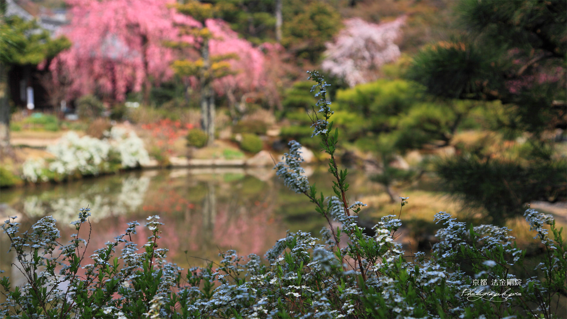 法金剛院 ユキヤナギとサクラ