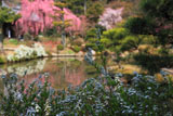 法金剛院 雪柳と桜