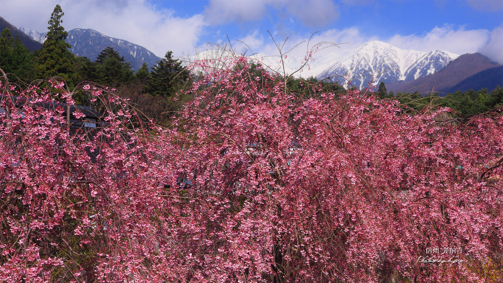 紅枝垂桜と中央アルプス