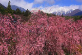 紅枝垂桜と中央アルプス