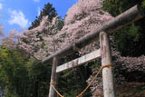 神明神社のサクラ
