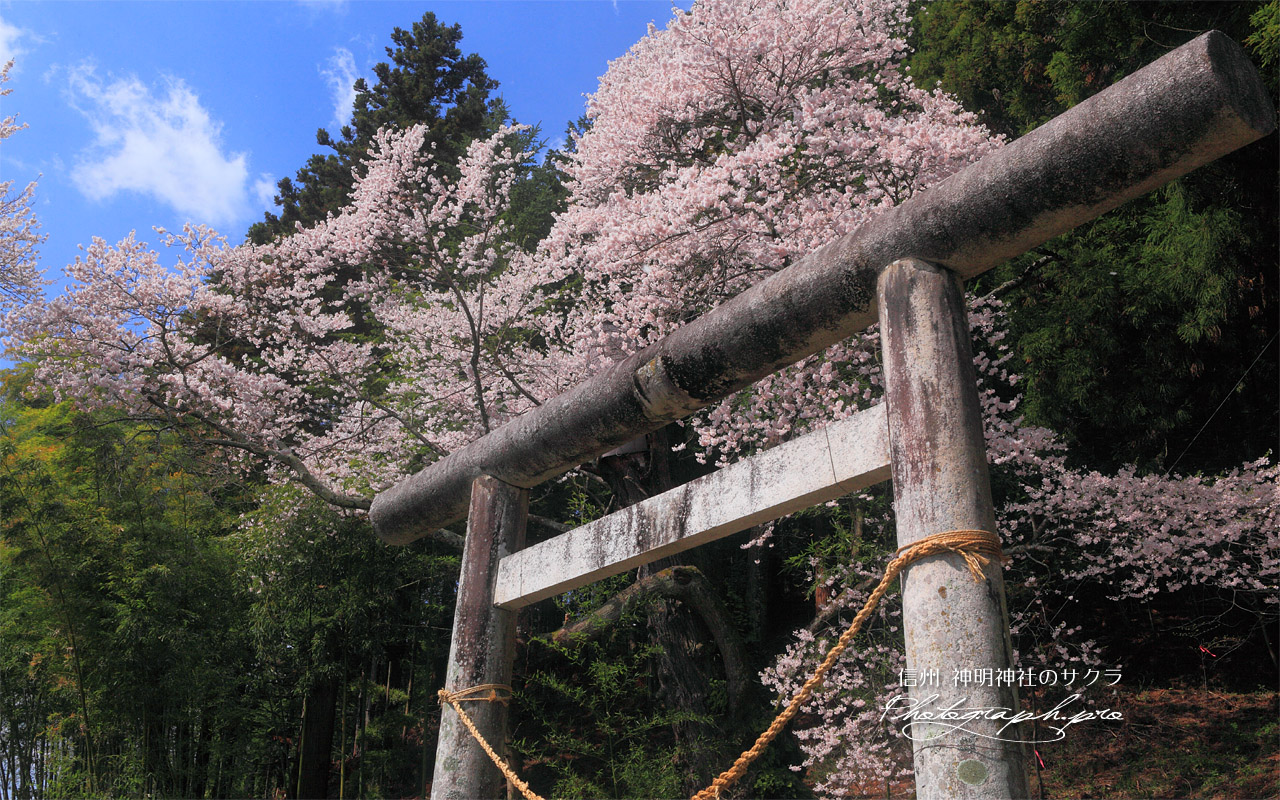 神明神社のサクラ 壁紙